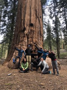 OBCA crew with giant redwood